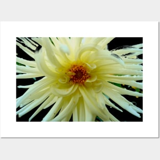 White Dahlia Posters and Art